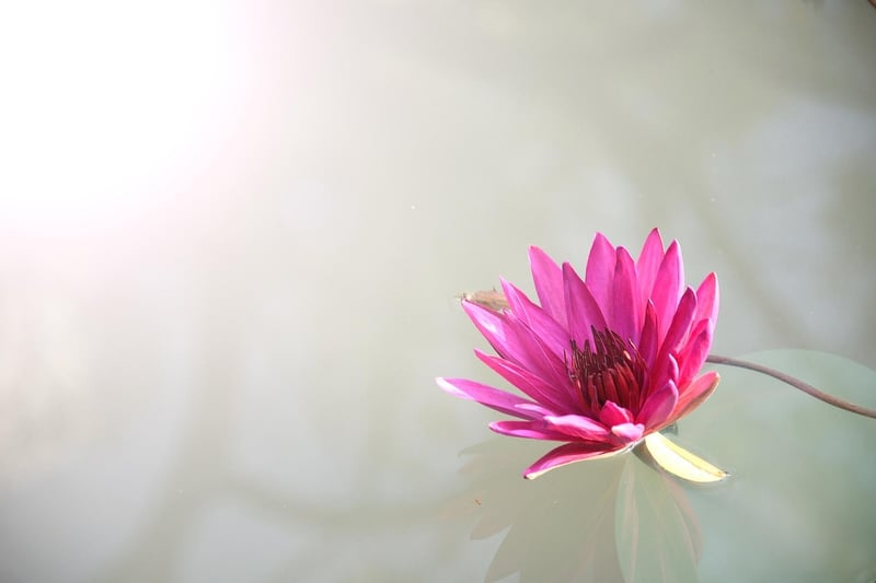 Loving-Kindness Image
